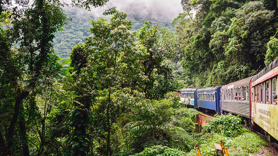 A train is going through a lush green forest.