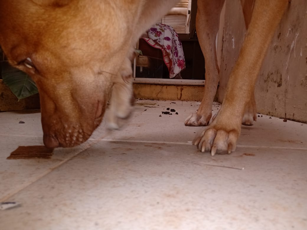 A dog standing on a tiled floor sniffing something