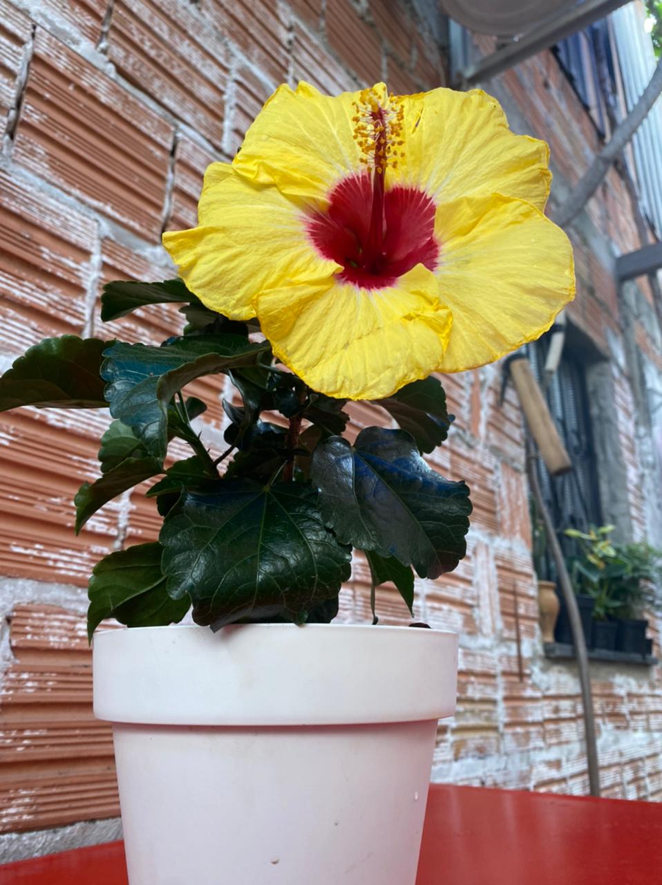 A yellow hibiscus flower in a white pot on a table.