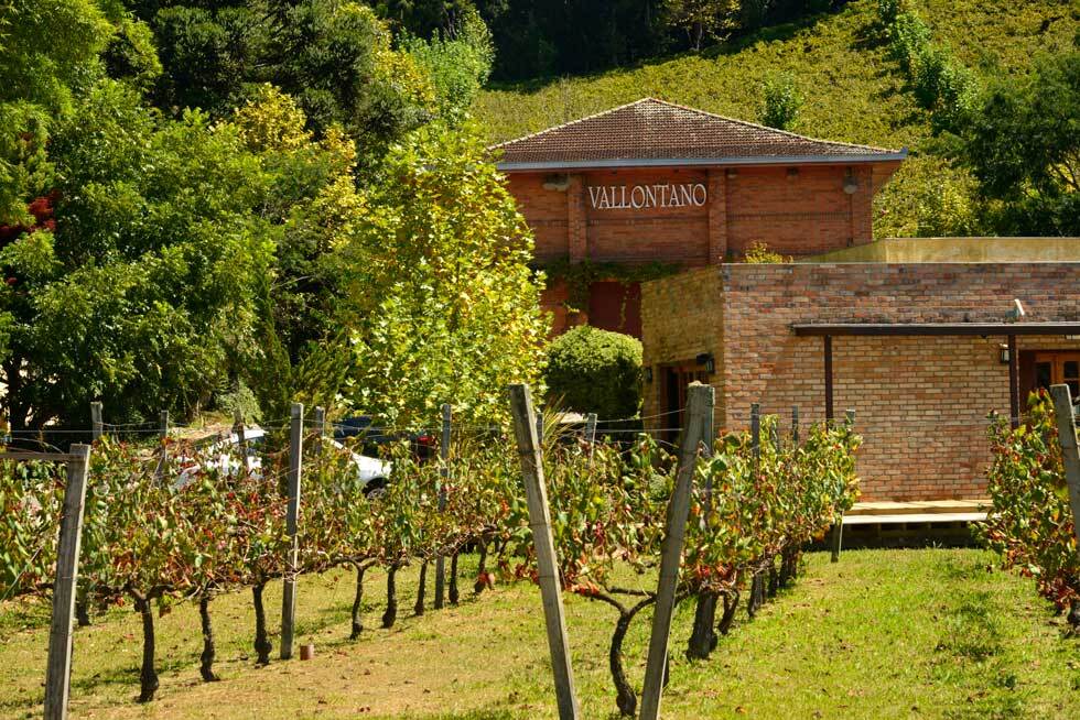 Vista de um vinhedo com prédios de tijolos ao fundo