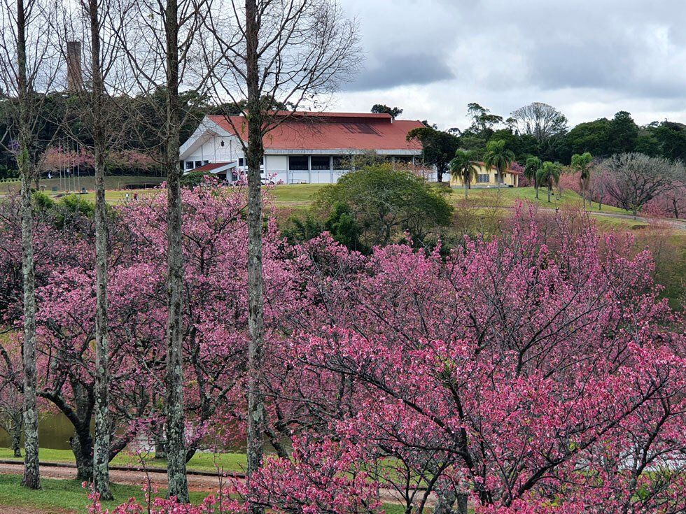 A house with a red roof is surrounded by pink flowers and trees.