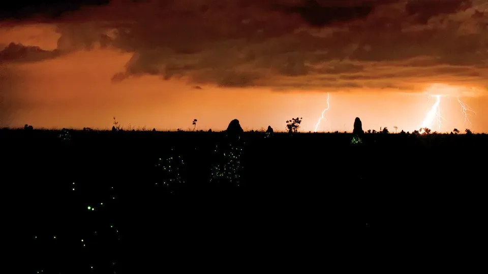 Parque Nacional das Emas is a natural conservation unit dedicated to protecting the Cerrado, a Brazilian biome