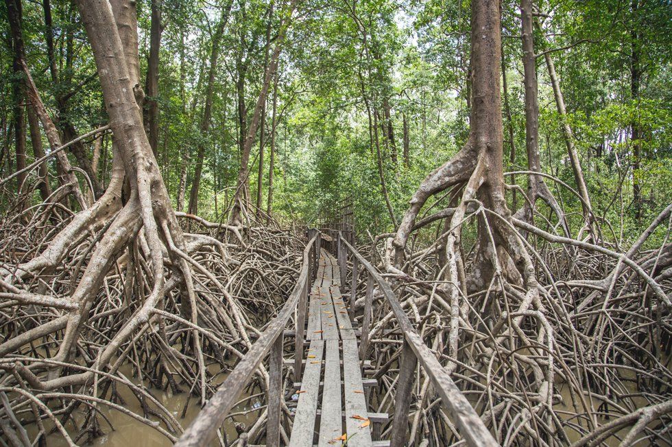 A wooden bridge in the middle of a mangrove forest.