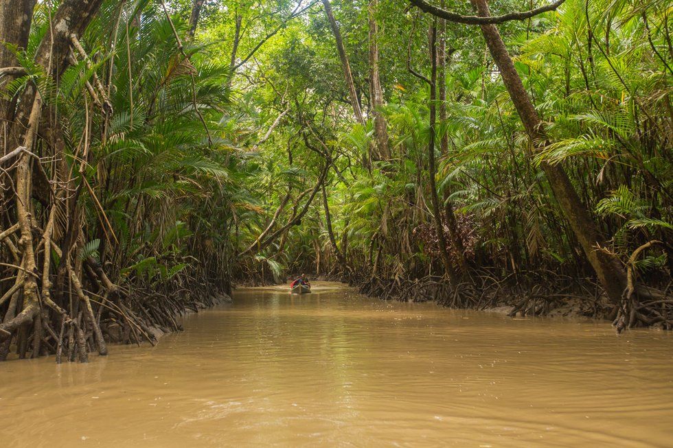 A river in the middle of a lush green forest.