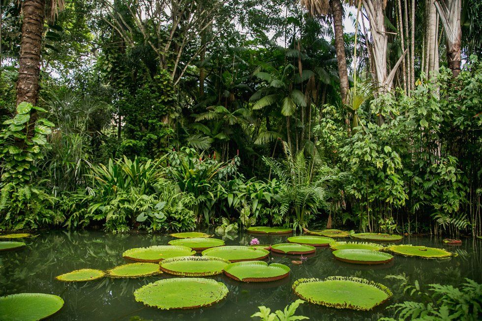 A pond filled with giant lily pads in the middle of a lush green forest.