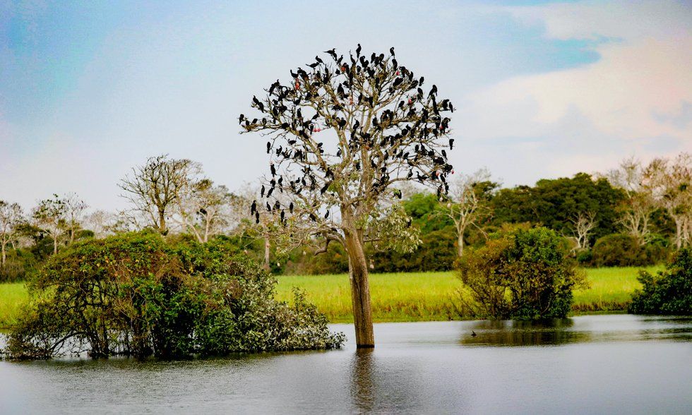 A tree in the middle of a lake with birds sitting on it.