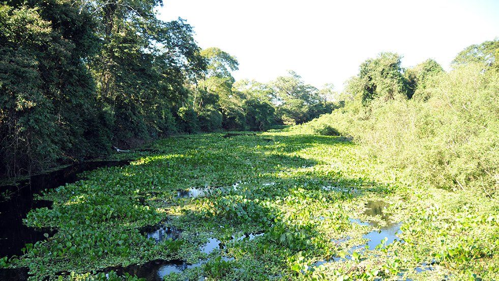A view of a swamp in Pantanal with a green forest on the side