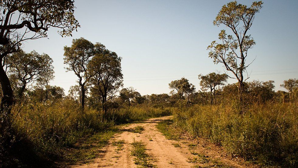 A dust road in the middle of a prairie with trees around it