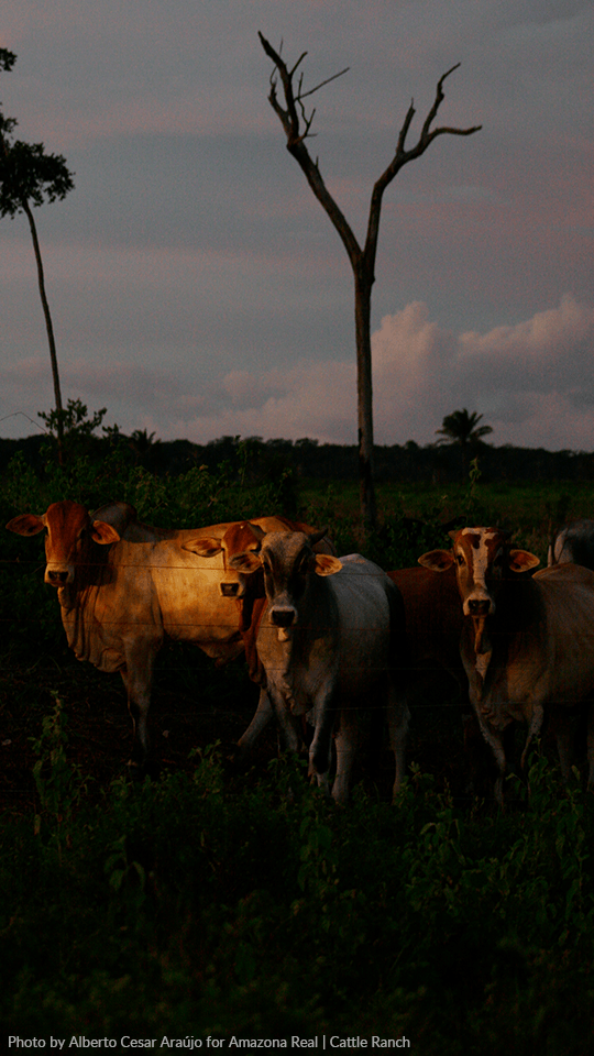 A herd of cows standing in a field with a tree in the background