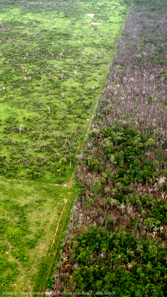 Side by side, a deforested field and a forest An aerial view of a lush green field next to a dense forest.