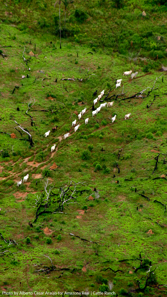 A deforested field with cattle walking in a line An aerial view of a herd of sheep grazing in a grassy field.