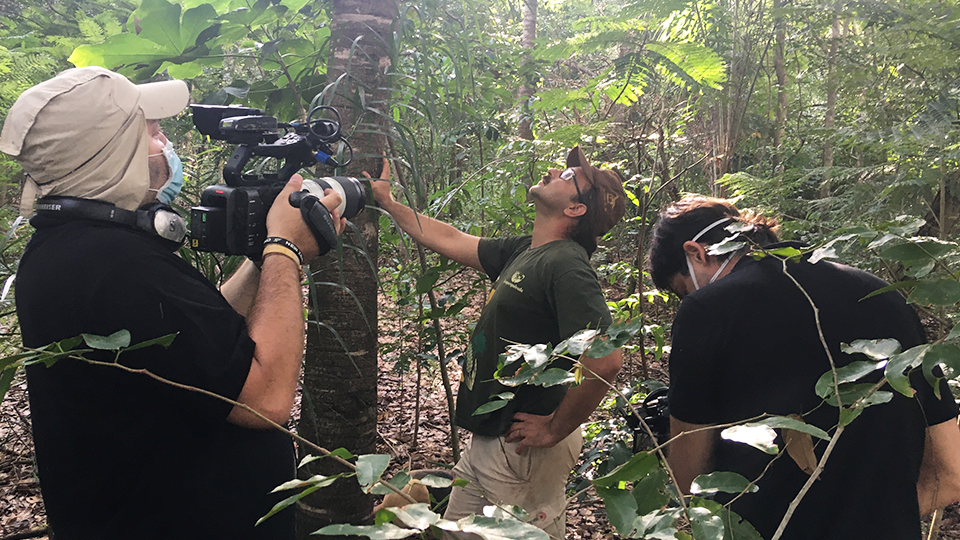 A group of people are standing in the woods looking up at a tree.