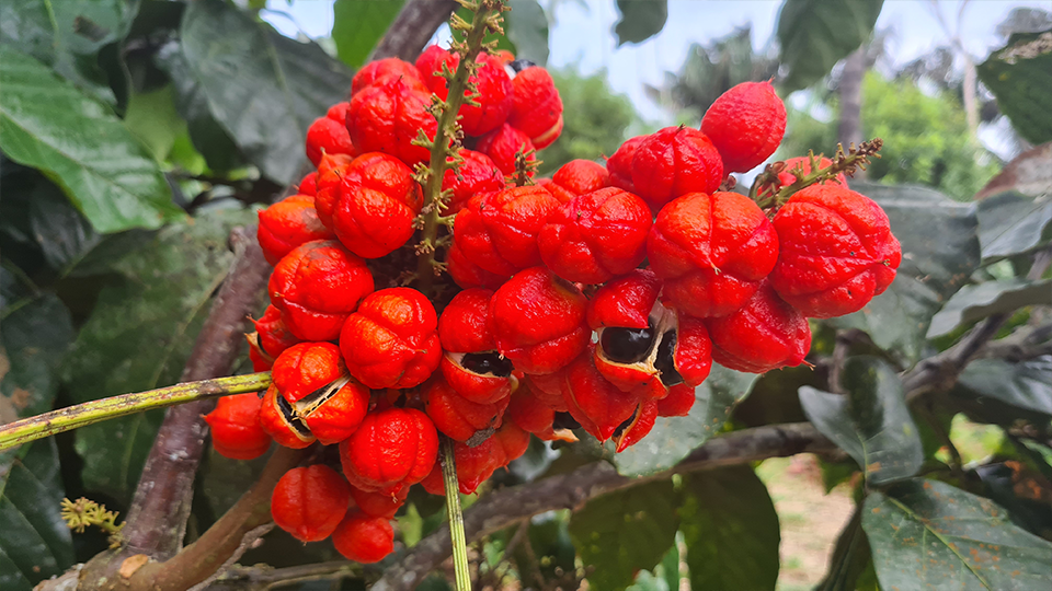 A bunch of red berries hanging from a tree branch.