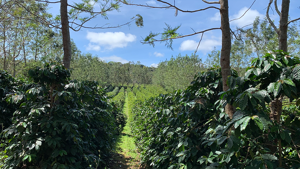 Una vista de los campos en una finca de café en las zonas rurales de Brasil A path going through a lush green field surrounded by trees.
