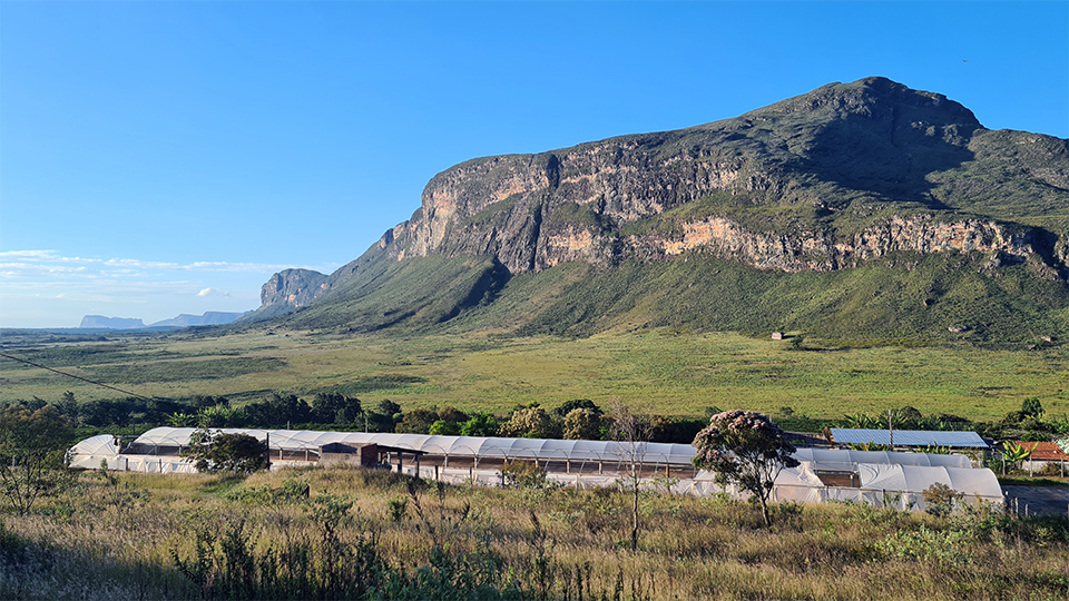 Una vista panorámica de una finca de café en la zona rural de Brasil There is a large mountain in the background and a large building in the foreground.
