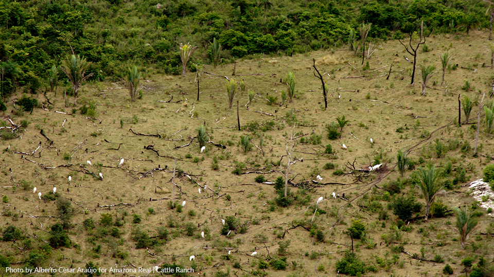 An aerial view of a field with trees and shrubs