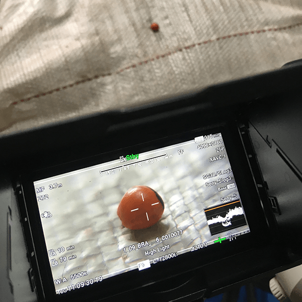 Muvuca, a seeding technique created by Eduardo Malta A tablet with a picture of a ball on the screen