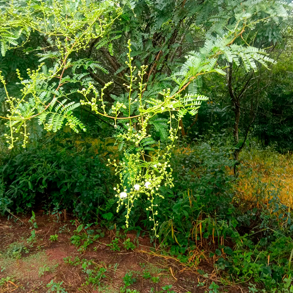 An image of the landscape at Fazenda Santa Maria do Monjolinho A tree with lots of leaves and flowers in the middle of a forest.