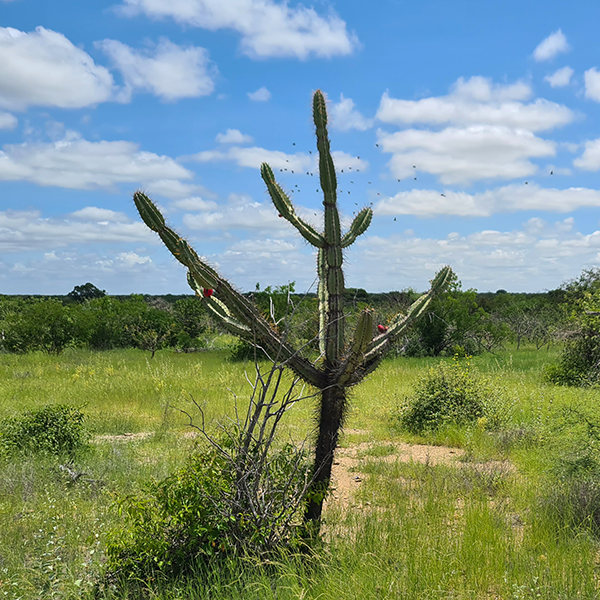 A cactus in a field with a blue sky in the background