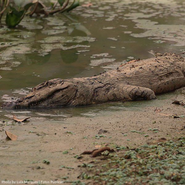 A dead alligator consequence of the fires in the swamp A dead alligator consequence of the fires in the swamp