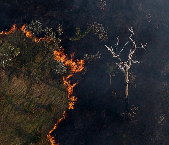 An aerial view of a forest fire with a tree in the foreground