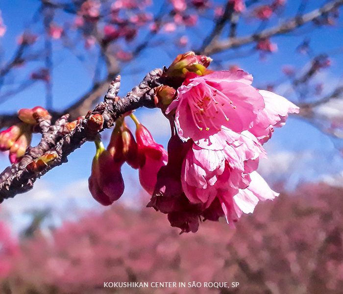 A close up of a tree branch with pink flowers