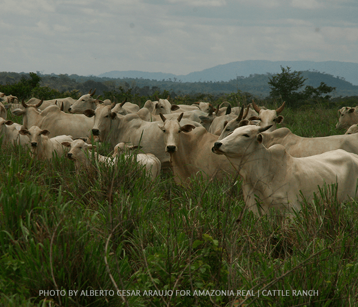 A herd of cows standing in a grassy field with mountains in the background
