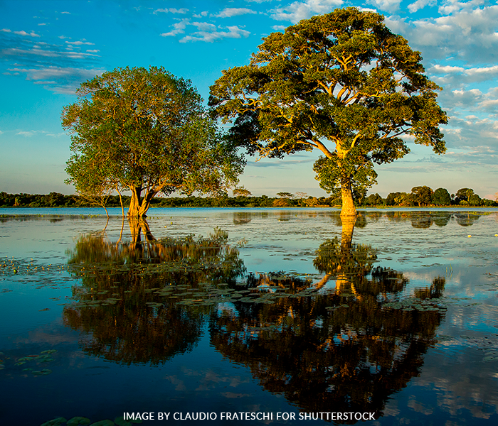 Two trees are reflected in the water of a lake
