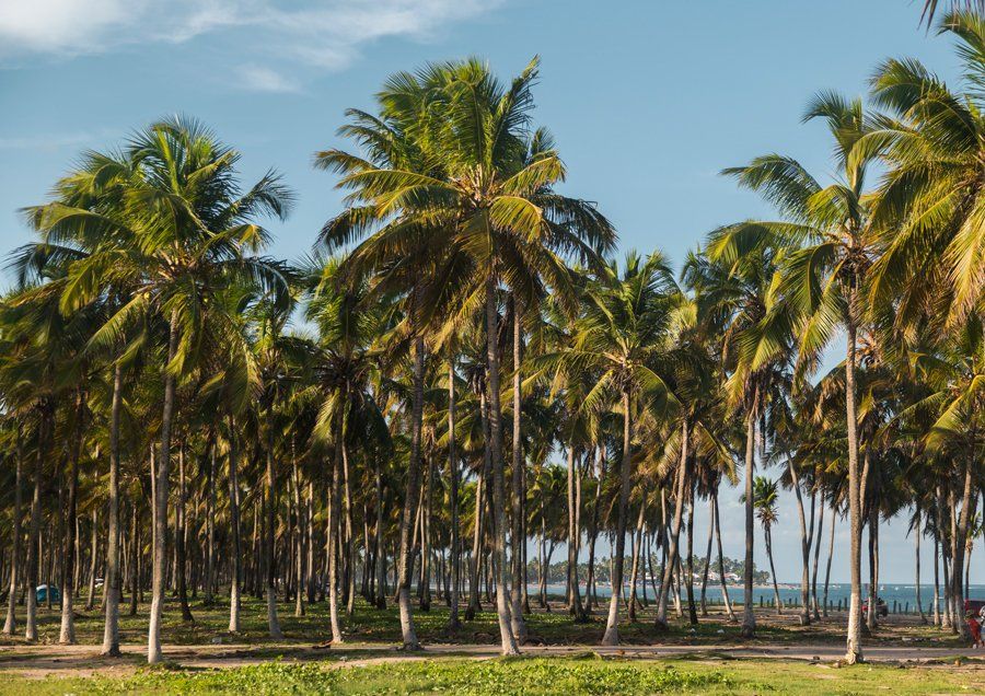 A row of palm trees against a blue sky