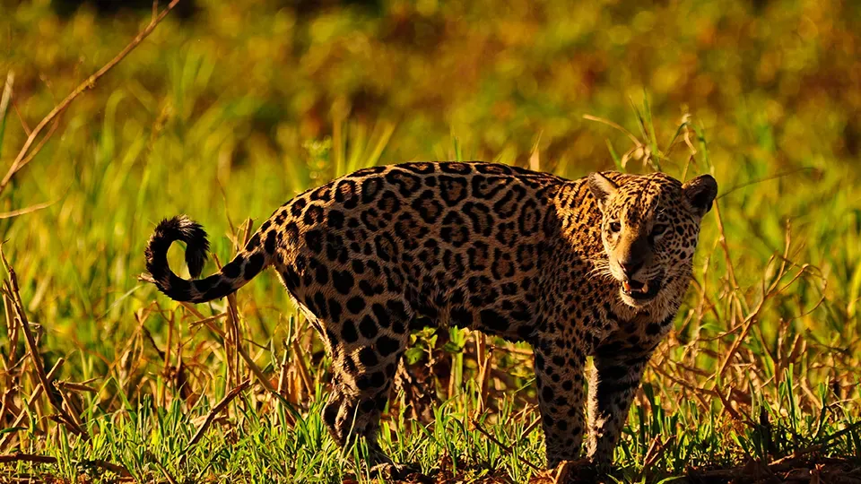 A jaguar