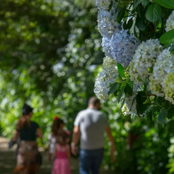 A group of people are walking through a park with flowers in the foreground.