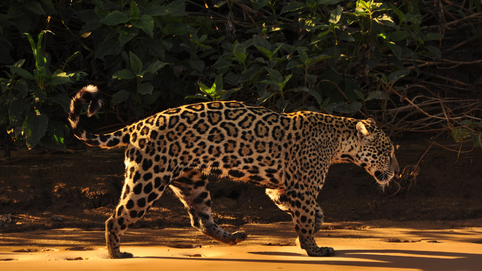 A jaguar is walking along the shore of a river.