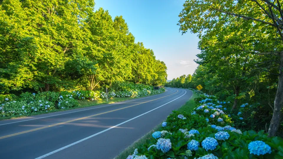 A road surrounded by trees and flowers on a sunny day.