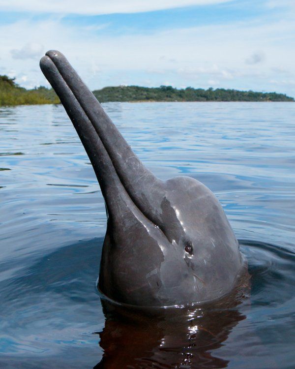 A dolphin is sticking its head out of the water
