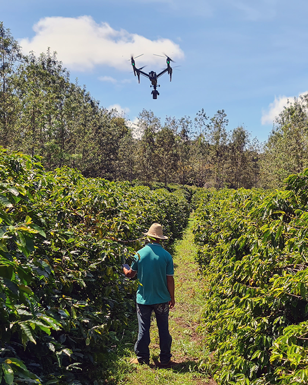 Un dron vuela sobre el campo en una finca de café en la zona rural de Brasil A man is standing in a field with a drone flying overhead.