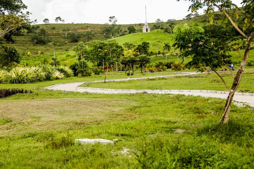 A lush green field with trees and a road in the background.