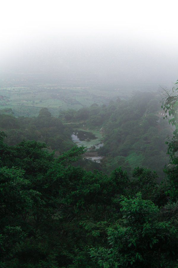 A view of a lush green forest in the fog.