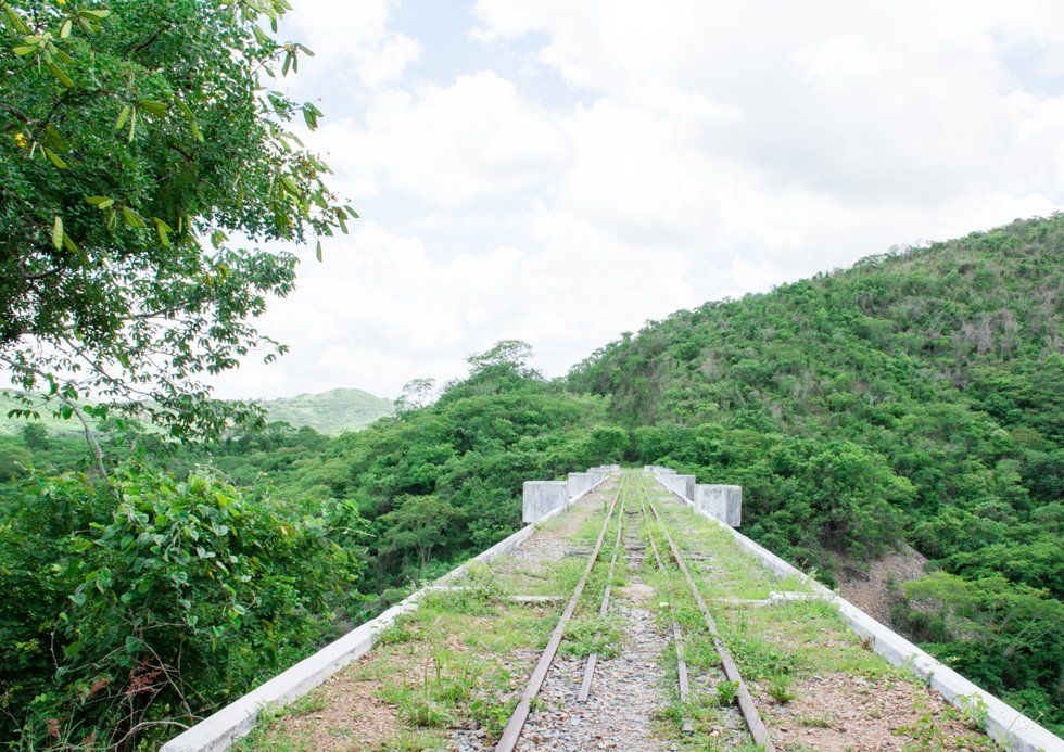 A train track going through a lush green forest.