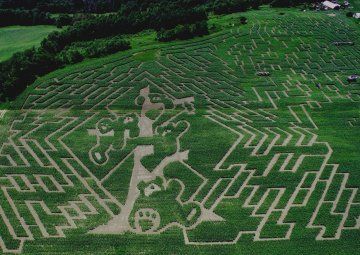 Teddy Bear Maze design at the Great Vermont Corn Maze