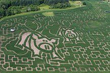 Flying Pigs Maze design at the Great Vermont Corn Maze