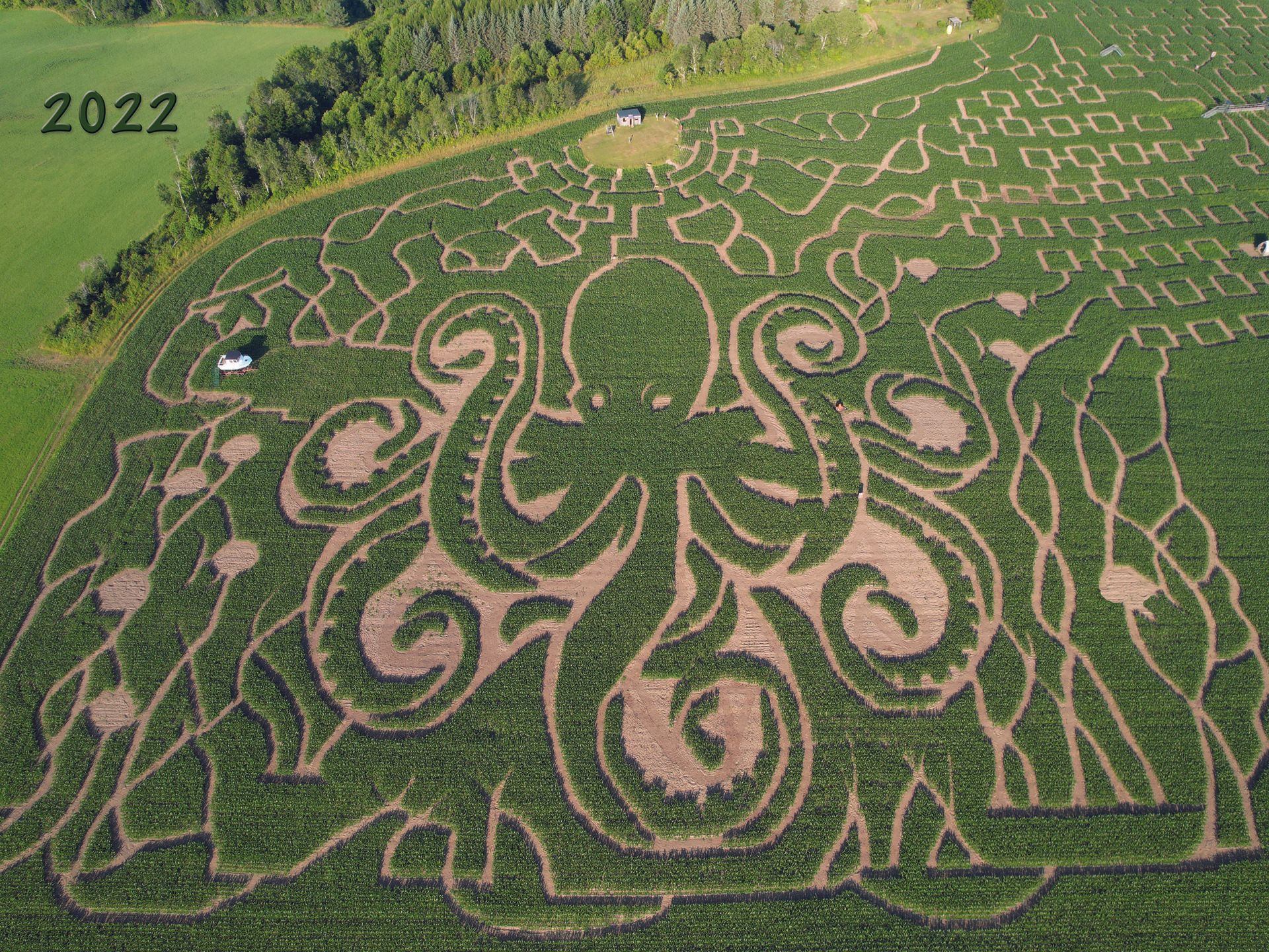 2022 Arial View of the Octopus   Corn Maze-  At  The  Great Vermont Corn Maze, Danville , Vermont