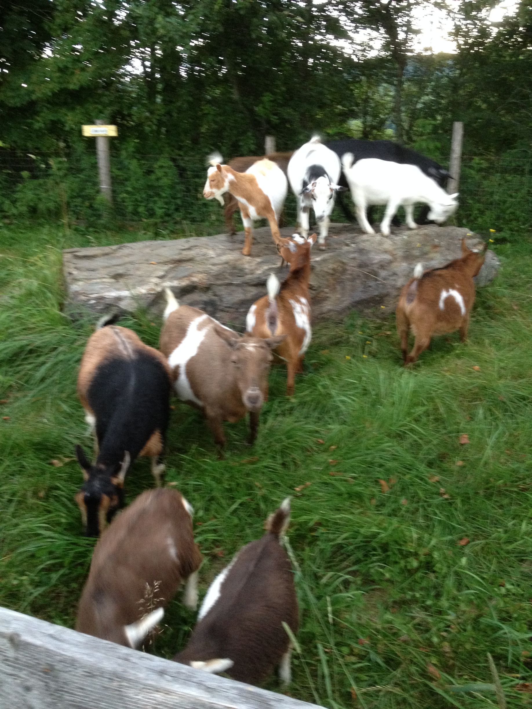 Goats love the attention at one of the best attractions in Vermont, the Great Vermont Corn Maze