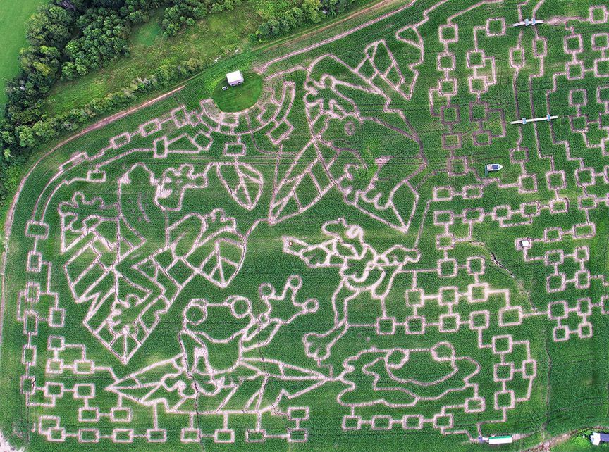 2024 Frog Maze design from the Great Vermont Corn Maze
