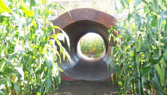 A short family hike through the Great Vermont Corn Maze