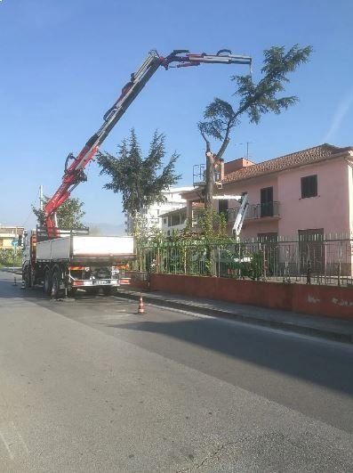 Piattaforma aerea per potatura