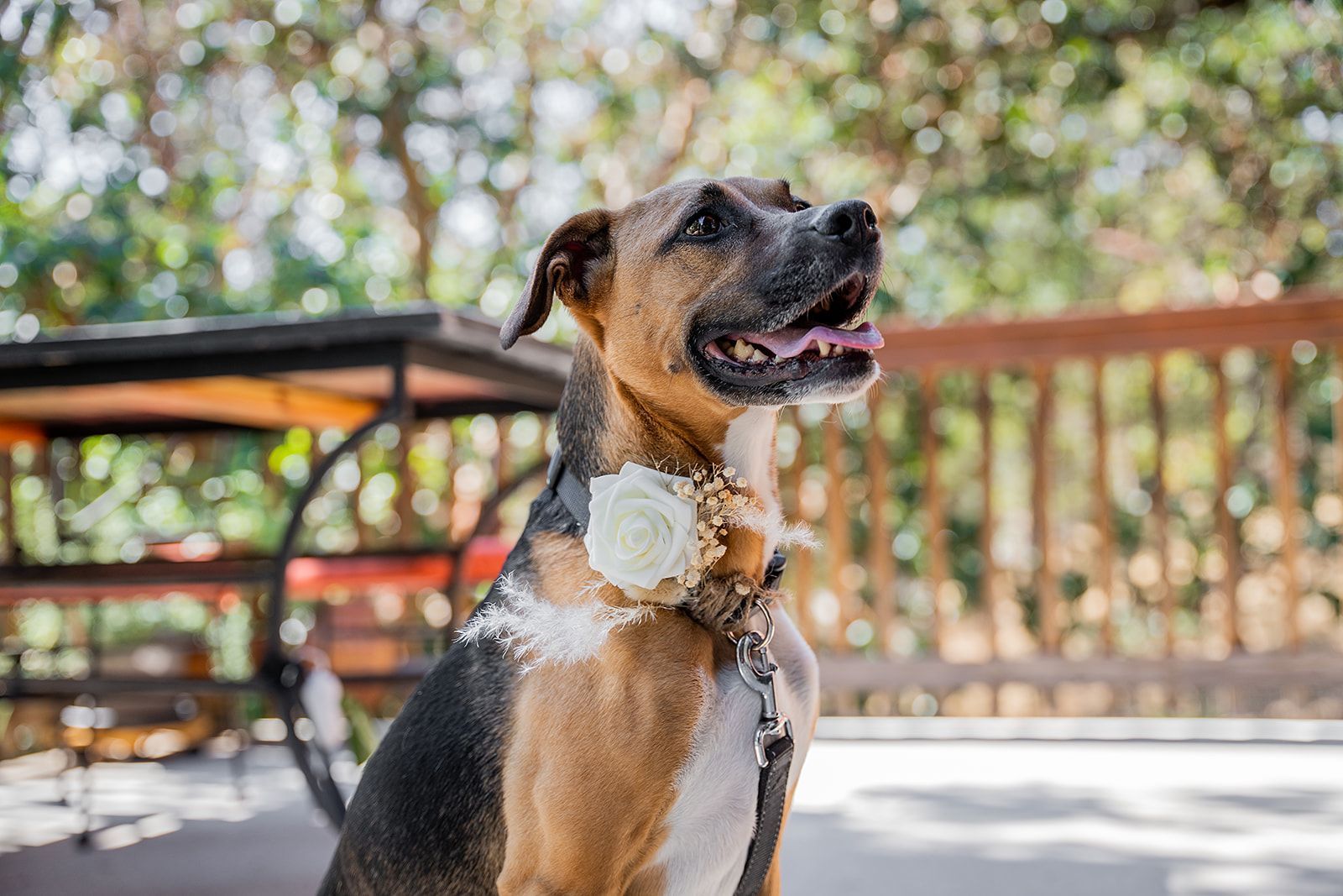 A brown and black dog is sitting on a deck looking up at the sky.