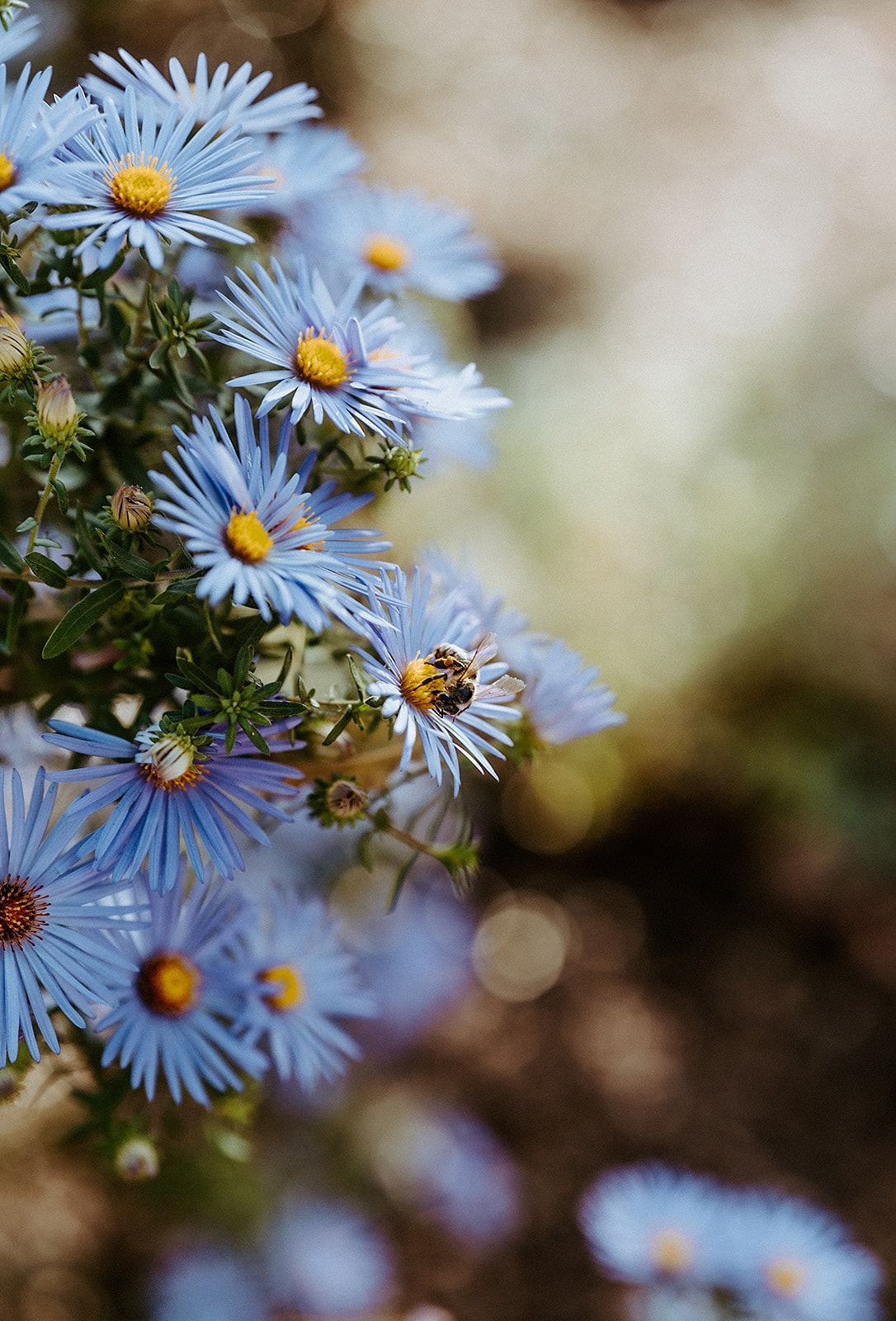 A close up of a bunch of blue flowers with a bee on them.