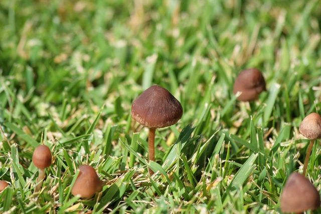 mushrooms in my yard and dogs