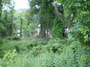 A lush green forest with lots of trees and shrubs