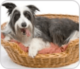 Dog laying in basket